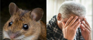 Choosing the right model for alzheimer's disease study