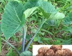 Kontomire Contamination